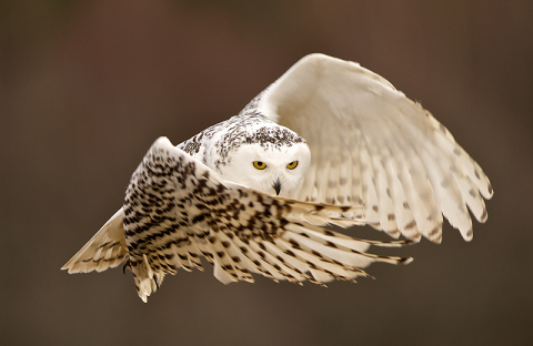 Buho nival Snowy owl